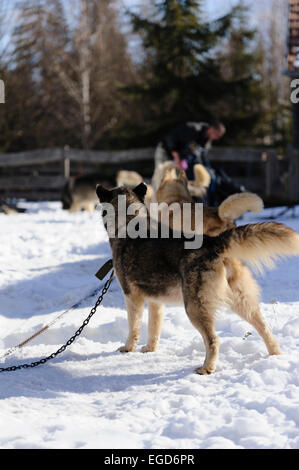 Howling chiens husky de Sibérie avant de commencer à une course de chiens de traîneau en Roumanie, en Transylvanie. Banque D'Images