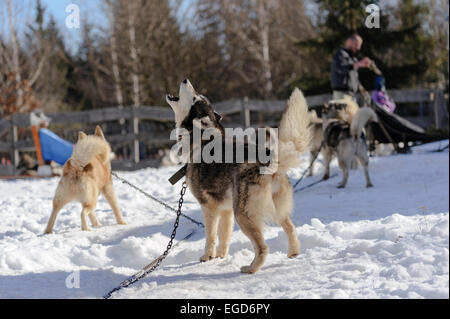 Howling chiens husky de Sibérie avant de commencer à une course de chiens de traîneau en Roumanie, en Transylvanie. Banque D'Images
