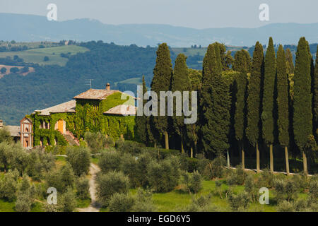 Country Manor d'oliviers et de cyprès près de Montalcino, province de Sienne, Toscane, Italie, Europe Banque D'Images