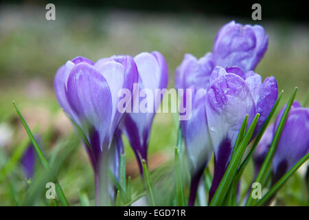 Wimbledon, Londres, Royaume-Uni. 23 Février, 2015. En forme de coupe fleurs purple crocus en fleurs sur Wimbledon Common malgré les températures froides. Credit : amer ghazzal/Alamy Live News Banque D'Images