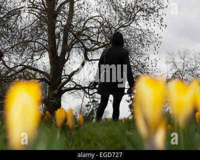 Wimbledon, Londres, Royaume-Uni. 23 Février, 2015. Crocus jaune en forme de coupe de fleurs en fleurs sur Wimbledon Common malgré les températures froides. Credit : amer ghazzal/Alamy Live News Banque D'Images