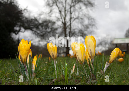 Wimbledon, Londres, Royaume-Uni. 23 Février, 2015. Crocus jaune en forme de coupe de fleurs en fleurs sur Wimbledon Common malgré les températures froides. Credit : amer ghazzal/Alamy Live News Banque D'Images