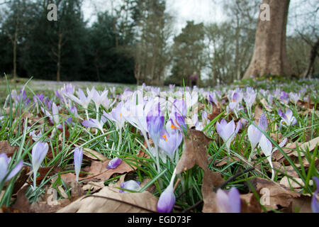 Wimbledon, Londres, Royaume-Uni. 23 Février, 2015. En forme de coupe fleurs purple crocus en fleurs sur Wimbledon Common malgré les températures froides. Credit : amer ghazzal/Alamy Live News Banque D'Images