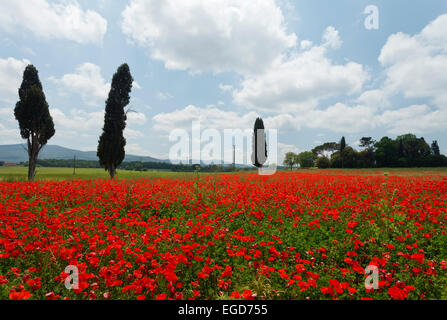 Cyprès dans un champ de pavot rouge, près de Colle di Val d'Elsa, Toscane, Italie, Europe Banque D'Images