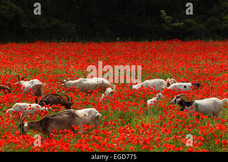 Les chèvres dans un champ de pavot rouge, près de Massa Marittima, province de Grosseto, Toscane, Italie, Europe Banque D'Images