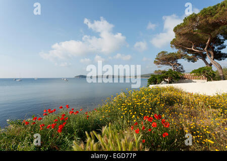 Paysage côtier avec coquelicots, Golfo di Baratti, près de Populonia, Mer Méditerranée, province de Livourne, Toscane, Italie, Europe Banque D'Images
