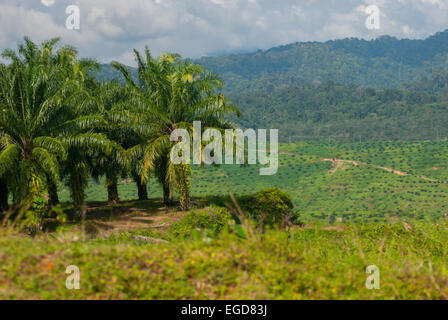Plantation de palmier à huile à Langkat, dans le nord de Sumatra, en Indonésie. Banque D'Images
