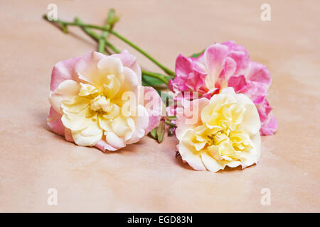 Roses roses et jaunes sur fond de pêche Banque D'Images