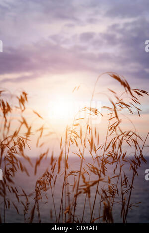 Tiges hautes herbes libre contre un coucher de soleil sur le lac Banque D'Images