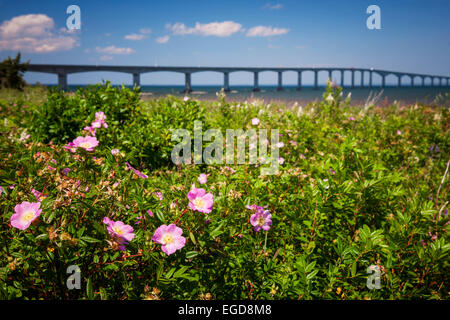 Libre de Wild rose fleurs au Nouveau-Brunswick, Canada coast avec pont de la Confédération en arrière-plan Banque D'Images