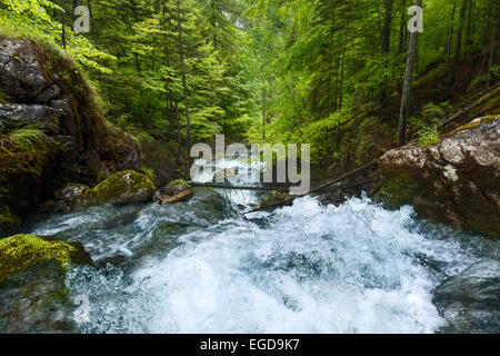 Au printemps, un ruisseau de montagne rapide de tomber dans le Hartelsgraben forêt sur d'innombrables cascades avant de se jeter dans la rivière Enns, parc national du Gesäuse, Ennstal Alps, Styrie, Autriche Banque D'Images