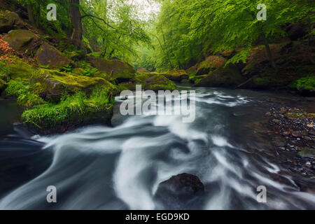 Dans les méandres de la rivière Kamnitz Edmundsklamm au printemps par des falaises de grès couverts de mousse, Ticha Souteska près de Hrensko, la Suisse tchèque, République Tchèque Banque D'Images