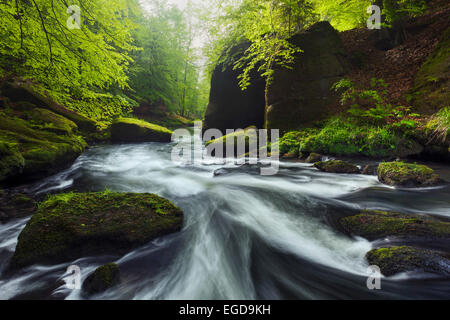 Dans les méandres de la rivière Kamnitz Edmundsklamm au printemps par des falaises de grès couverts de mousse, Ticha Souteska près de Hrensko, la Suisse tchèque, République Tchèque Banque D'Images