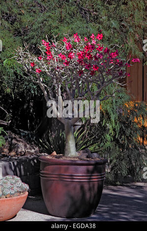 Adenium Crimson Star , desert rose Banque D'Images