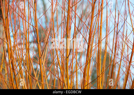 Salix Alba Vitellina Yelverton. L'écorce de corail saule les tiges orange, rouge et rose de 'Yelverton' en hiver Banque D'Images