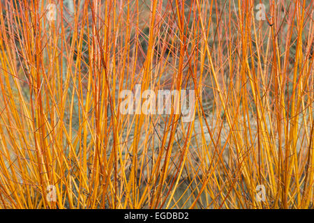 Salix Alba Vitellina Yelverton. L'écorce de corail saule les tiges orange, rouge et rose de 'Yelverton' en hiver Banque D'Images