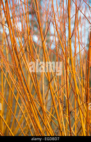 Salix Alba Vitellina Yelverton. L'écorce de corail saule les tiges orange, rouge et rose de 'Yelverton' en hiver Banque D'Images