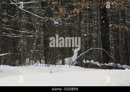 Boulder Junction, Wisconsin, USA. 27 Jan, 2015. Un white doe se déplace dans la forêt. Deux de ses faons blancs peuvent être partiellement visible à gauche du DOE. Les chevreuils ont connu localement sous le nom de ''ghost deer. © Keith R. Crowley/ZUMA/Alamy Fil Live News Banque D'Images