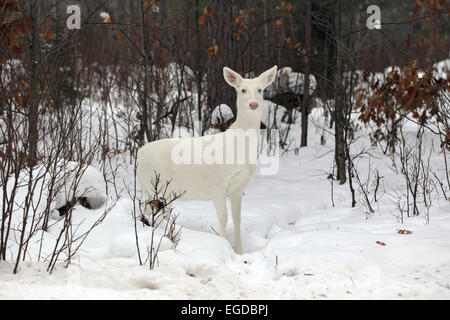 Boulder Junction, Wisconsin, USA. 28 janvier, 2015. Un white doe pauses dans un boisé de ferme dans le nord du Wisconsin. Une concentration inhabituelle de la rare deer sont trouvés près de cette petite ville où les animaux sont localement connu comme ''ghost deer. © Keith R. Crowley/ZUMA/Alamy Fil Live News Banque D'Images