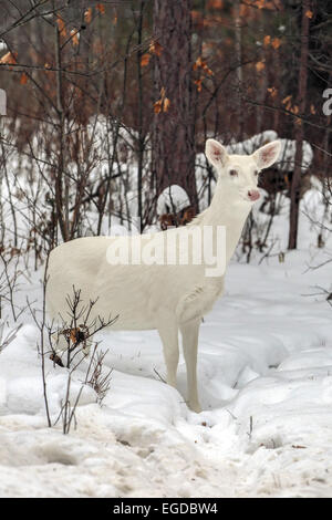 Boulder Junction, Wisconsin, USA. 28 janvier, 2015. Un white doe pauses dans un boisé de ferme dans le nord du Wisconsin. Une concentration inhabituelle de la rare deer sont trouvés près de cette petite ville où les animaux sont localement connu comme ''ghost deer. © Keith R. Crowley/ZUMA/Alamy Fil Live News Banque D'Images