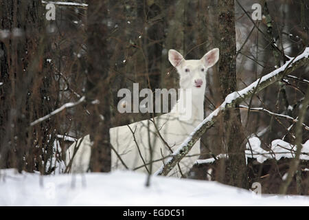 Boulder Junction, Wisconsin, USA. 27 Jan, 2015. Un white doe se déplace dans la forêt. Les chevreuils ont connu localement sous le nom de ''ghost deer.'' certains de ces animaux rares sont vrai albinos avec les yeux roses, nez, et les sabots. © Keith R. Crowley/ZUMA/Alamy Fil Live News Banque D'Images