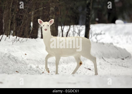 Boulder Junction, Wisconsin, USA. 2e Février, 2015. Un white doe pauses dans un boisé de ferme dans le nord du Wisconsin. Une concentration inhabituelle de la rare deer sont trouvés près de cette petite ville où les animaux sont localement connu comme ''ghost deer. © Keith R. Crowley/ZUMA/Alamy Fil Live News Banque D'Images