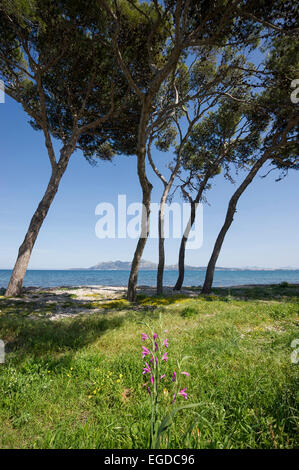Pins le long de la côte près de Pollensa, Majorque, Espagne Banque D'Images