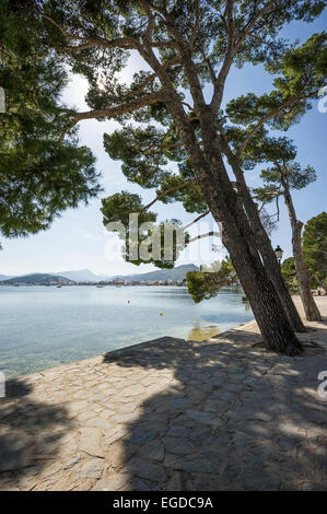 Pins le long de la côte près de Pollensa, Majorque, Espagne Banque D'Images