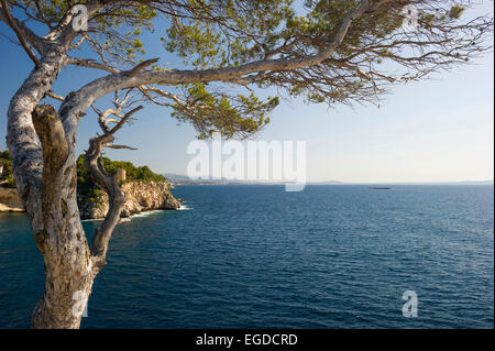 Pins et le littoral près de Cala Portals Vells, près de Palma de Mallorca, Majorque, Espagne Banque D'Images