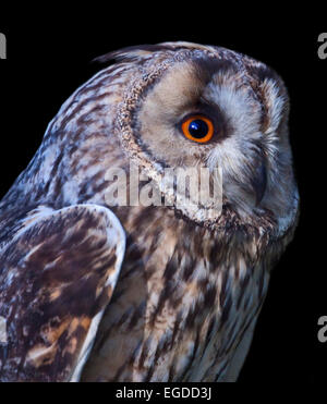 Long eared Owl (Asio otus/strix otus) Banque D'Images