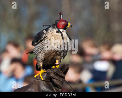 Le faucon pèlerin (Falco peregrinus) Port Hood, tenu par Falconer Banque D'Images