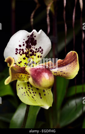 Jaune Rouge Paphiopedilum Chatspot Vénus Slipper orchidée fleur hybrid Banque D'Images