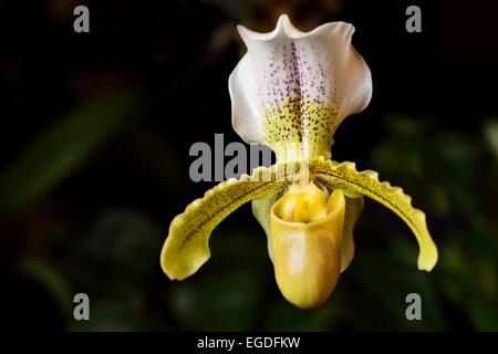 Paphiopedilum Insigne jaune var sylhetense fleur d'orchidée sabot de Vénus sur fond sombre hybride Banque D'Images