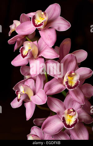 Asilomar Cymbidium rose Choix Wilsons Voile orchidée fleur sur fond noir hybride Banque D'Images
