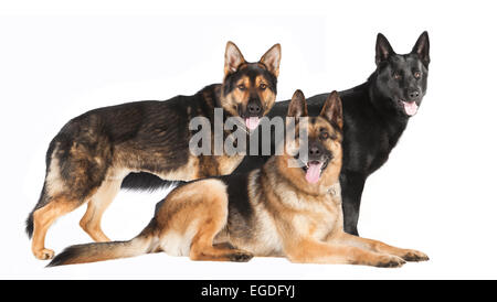 Trois bergers en différentes couleurs against white background Banque D'Images