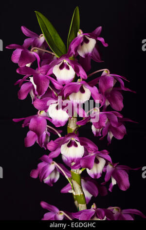 Dendrobium mauve blanc Ise Super hybride cultivar Centre orchidée fleur sur fond noir Banque D'Images