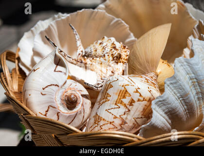 Les coquillages dans un panier Banque D'Images