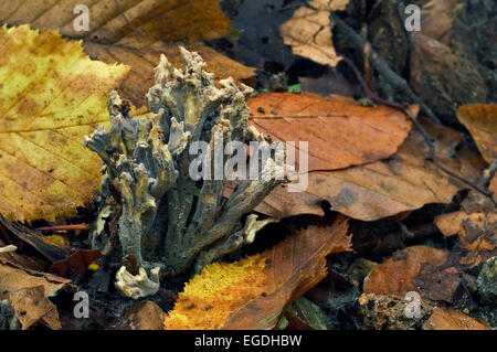 Corail gris (Clavulina cinerea) parmi les feuilles d'automne Banque D'Images