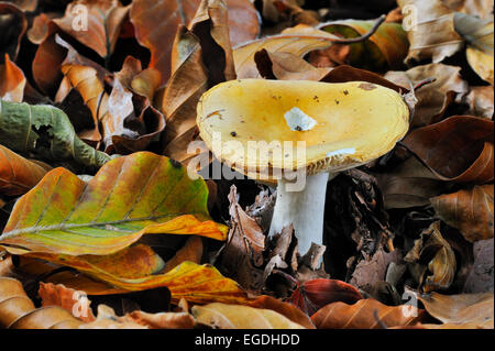 Parfum de géranium / Russula Russule amère / brittlegill (Russula fellea Géranium) entre les feuilles de hêtre tombé en automne Banque D'Images