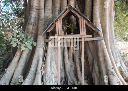 Grand arbre avec de simples temple en zone rurale au sud de Nyaungshwe, Nyaung shwe,ville sur les rives du lac Inle, Myanmar, Birmanie, Banque D'Images