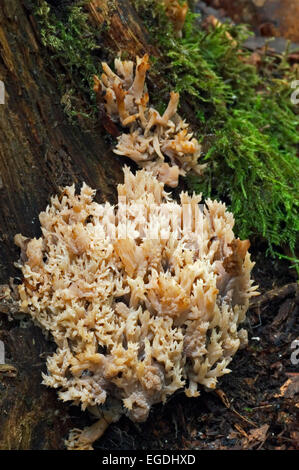 Belle clavaria / beau / clavaria à pointe jaune / rose corail champignon Champignon de corail (Ramaria pallida) Banque D'Images