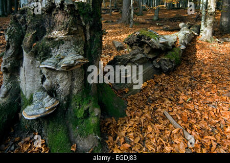 L'Amadou champignon champignon sabot / / Amadou polypore / sabot du cheval (Fomes fomentarius) sur le tronc de l'arbre cassé Banque D'Images
