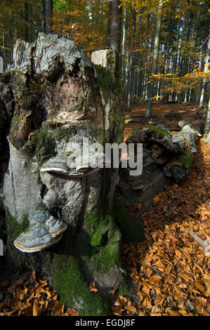 L'Amadou champignon champignon sabot / / Amadou polypore / sabot du cheval (Fomes fomentarius) sur le tronc de l'arbre cassé Banque D'Images