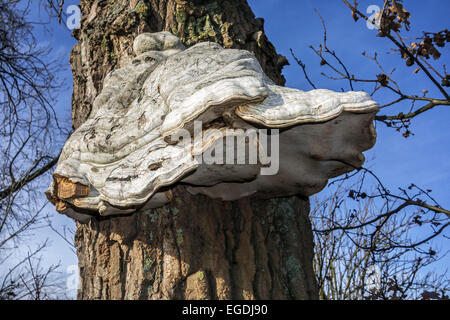 L'Amadou champignon champignon sabot / / Amadou conk / Amadou polypore (Fomes fomentarius / Polyporus fomentarius) croissant sur oak Banque D'Images