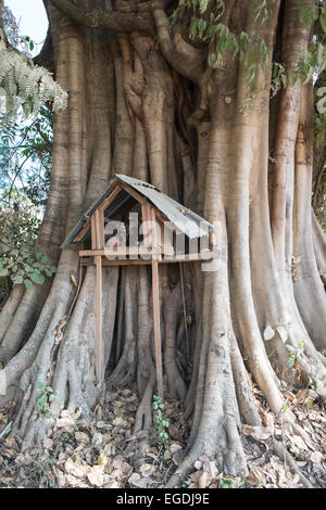 Grand arbre avec de simples temple en zone rurale au sud de Nyaungshwe, Nyaung shwe,ville sur les rives du lac Inle, Myanmar, Birmanie, Banque D'Images