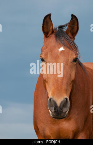-Sur la tête de droit d'une baie avec une petite étoile d'Arabie contre dark ciel nuageux Banque D'Images