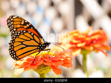 La migration du papillon monarque sur un ravitaillement Zinnia orange Banque D'Images