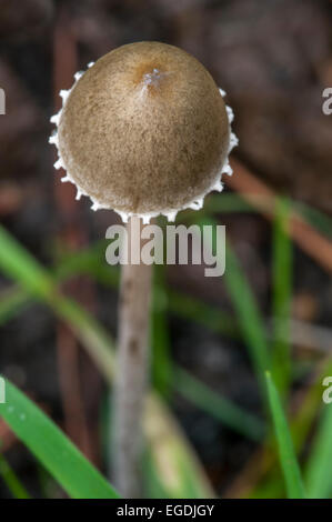 Panaeolus sphinctrinus (mottlegill Petticoat / Panaeolus papilionaceus) Banque D'Images