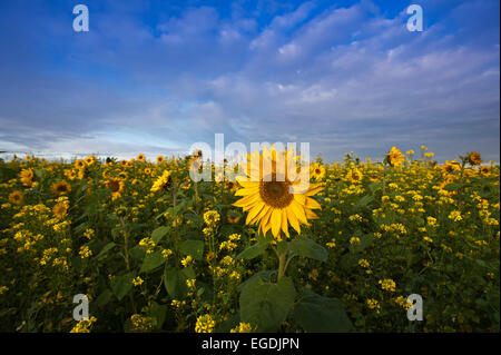 Champ de tournesol, près de Landsberg am Lech, Upper Bavaria, Bavaria, Germany Banque D'Images