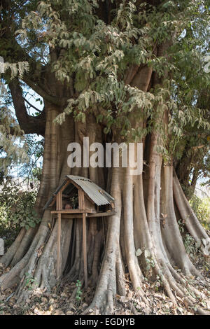 Grand arbre avec de simples temple en zone rurale au sud de Nyaungshwe, Nyaung shwe,ville sur les rives du lac Inle, Myanmar, Birmanie, Banque D'Images